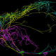 Claustrum. Allen Institute for Brain Science